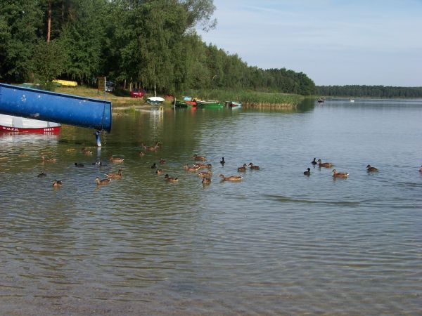 Kaczki bawią się jak dzieci