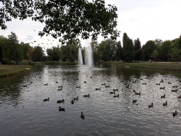 Park  miejski późnym popołudniem w sierpniu