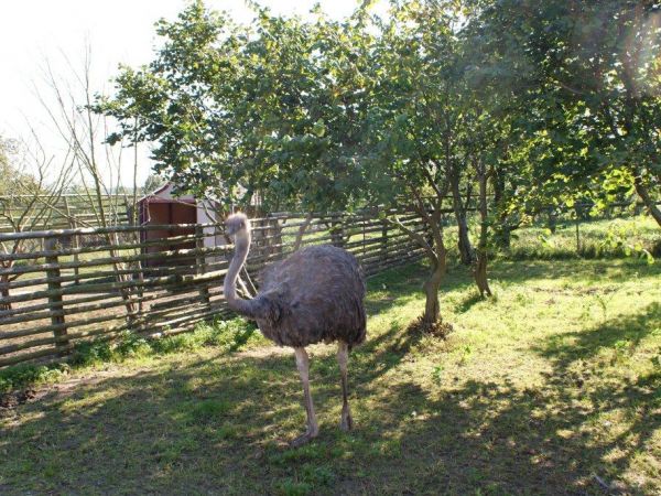 Zieleniewo - wrzesień 2010