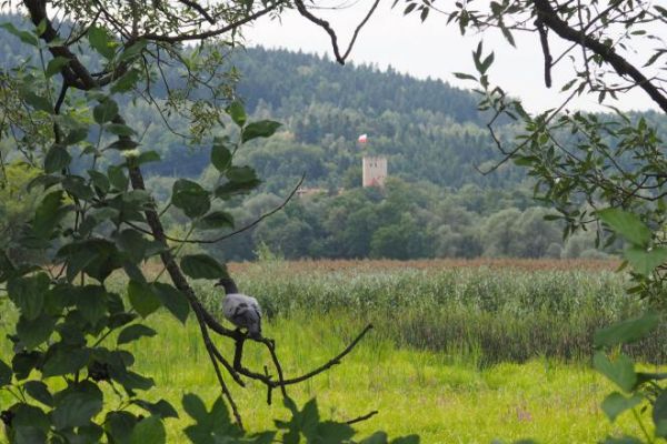 Zamek Tropsztyn - widok od strony przystani przeprawy promowej.