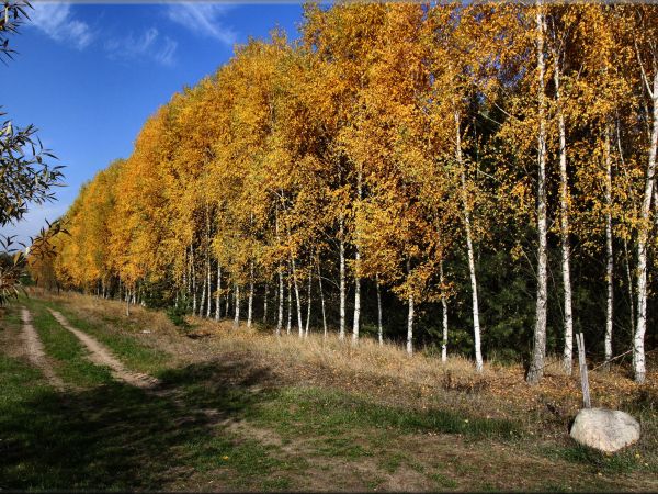 zdjecie Tyniewicze Duże