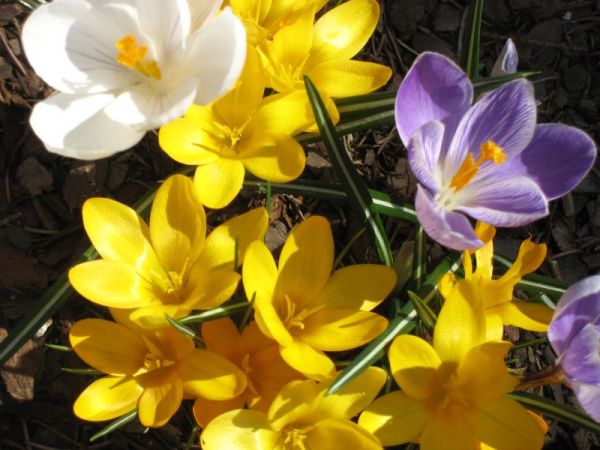 zdjecie Pietrzykowice