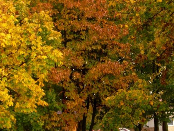 Jesien - pazdziernik 2008