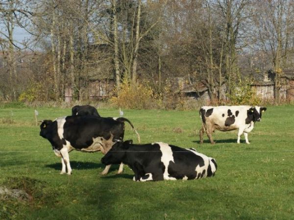 Zdjęcia Kołaki Wielkie