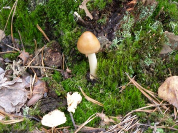 zdjecie Zalesie Górne