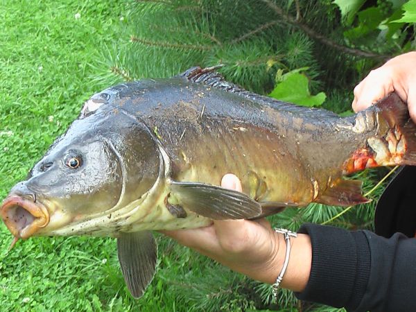 A takie okazy miedzy innymo mozna zlowic na Ranczu Okole