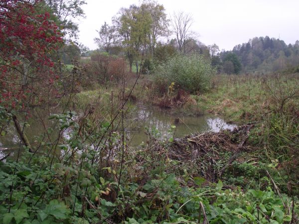 tama bobrowa - grobla zrobiona przez bobry w poprzek płynącego potoku, jej budowa spowodowała też zatrzymanie wody w niewielkich kanałach i wszelkich zagłębieni