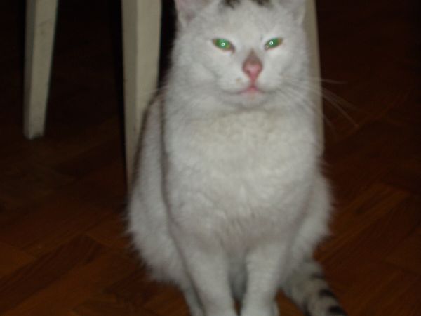 Tylko na Bródzkach kot ma takie oczy