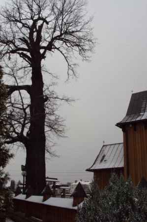 dąb - za stylowym ogrodzeniem kościoła.