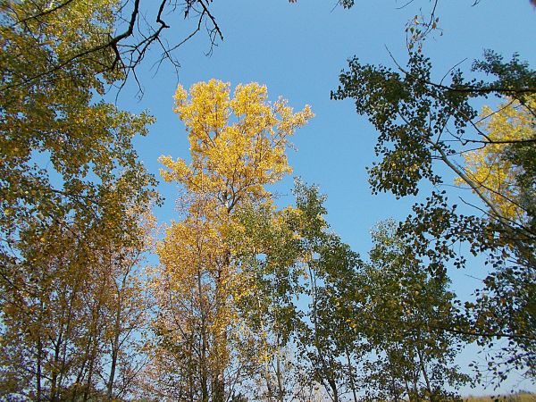 W sierpniu drzewa  pięknie ozłociło  upalne słońce.