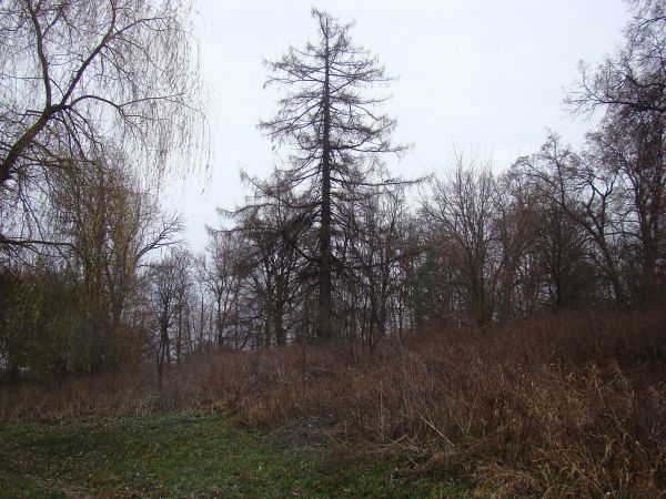 kiedyś był park - przy oficynie dworskiej, rządcówce - przy stawach, we wsi "gra w kości była modna" - stąd nazwa wsi - z Italii kolonizatorzy przybyli,  z król