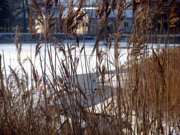 zdjecie Wola Wężykowa