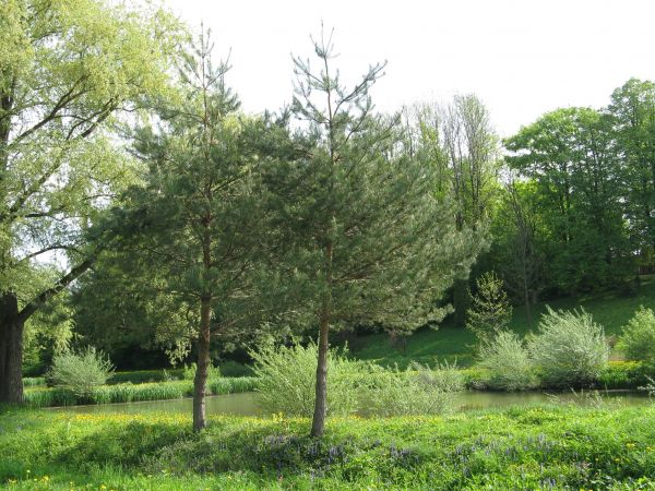 stawy dworskie, poniżej zespołu parkowego - dzisiaj: Ośrodka Caritas-u.