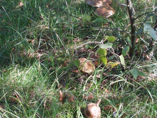 Ukrywające się w trawie podgrzybki