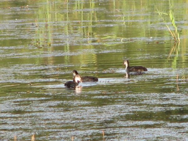 zdjecie Orłów Murowany