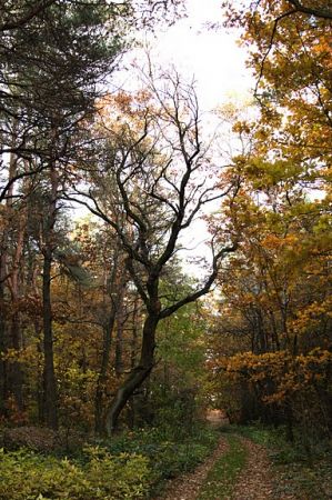 Jesień 2010 
    - 5 -