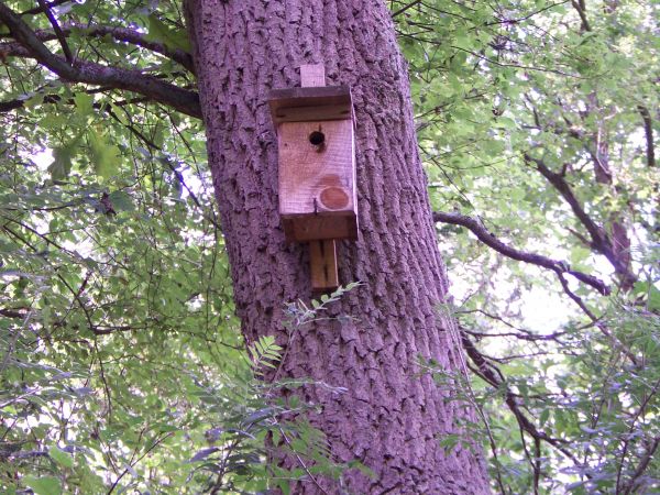 Kolejny ul. w domku lęgowym