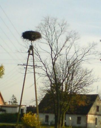 We wsi w okresie wiosenno-letnim mieszka wiele bocianich rodzin.