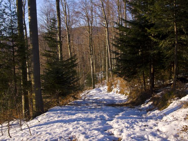 Na niebieskim szlaku-Rytro