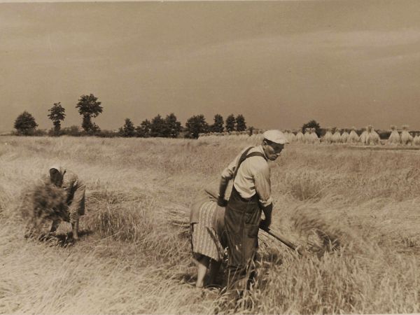 Żniwa Strzelce Wielkie koniec lat 50.