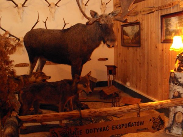 eksponaty wystawiennicze: Muzeum Przyrodniczo - Łowieckie "Knieja". Gromadzona przez lata kolekcja liczy ponad tysiąc eksponatów - właściciele muzeum : leśnicy,