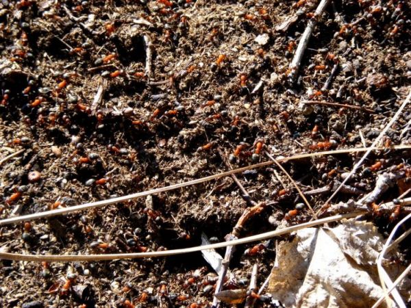 Wiosenny ruch w mrowisku