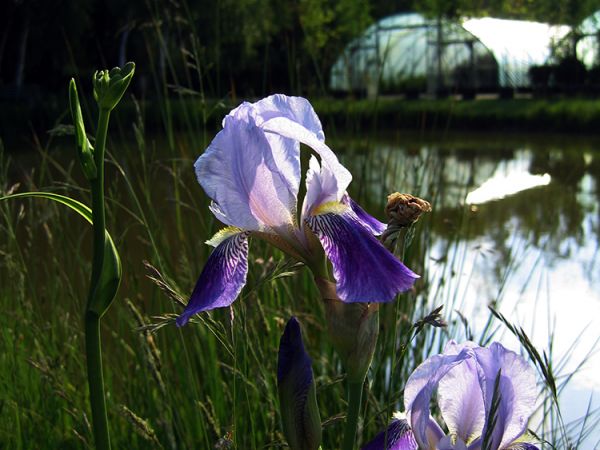 zdjecie Choszczówka Stojecka