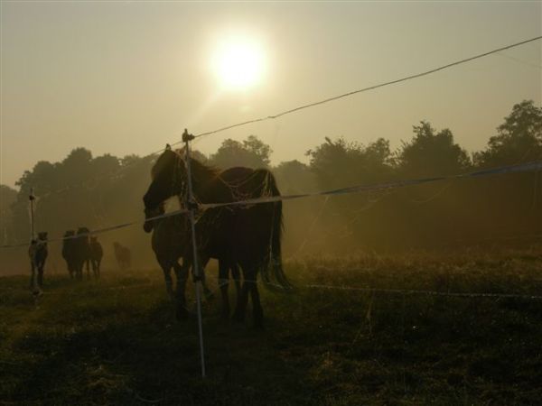 Zdjęcia Ślepowrony