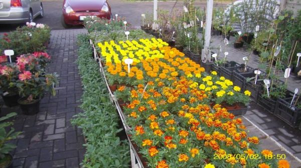 Leszno - Gronowo - centrum ogrodnicze