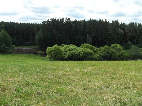To nie są zwykłe krzaki. W tej wiosce ten okaz ma swoją historię. A co to jest? Będzie na innym ujęciu. Zapraszam