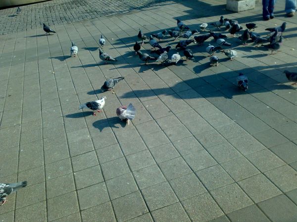 Rynek pełen gołębi