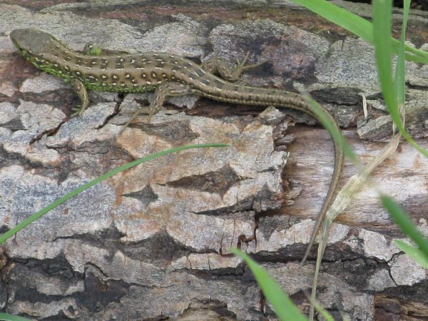 zaskrońce, padalce , żmije, węże Eskulapa, traszki i jaszczurki - sporo "tego", trzeba ostrożność zachować, w miejscach przydatnych do odpoczynku, na klocach, s