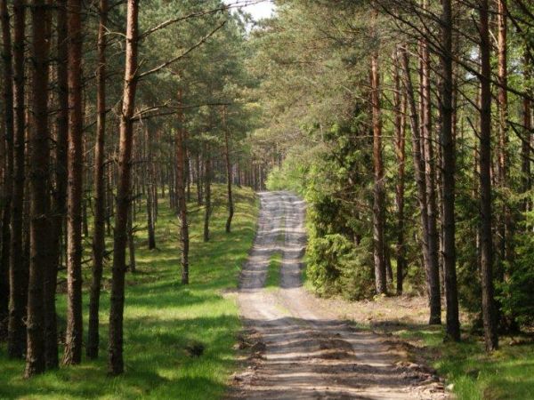 Gdzieś w lesie. Iłowiec - maj 2010