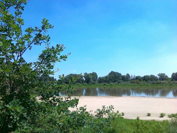 Młody dąb rosnący nad brzegiem Wisły za pewne potomek wielkich dębów z pradawnej puszczy , które czasami odkrywa rzeka  .
