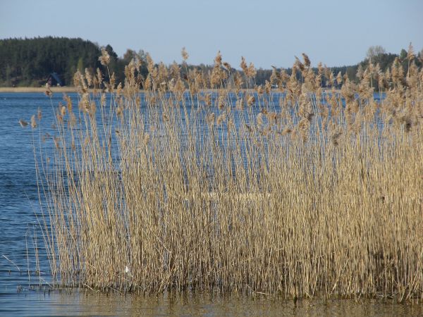 Trzcina nad brzegiem jeziora Wdzydze