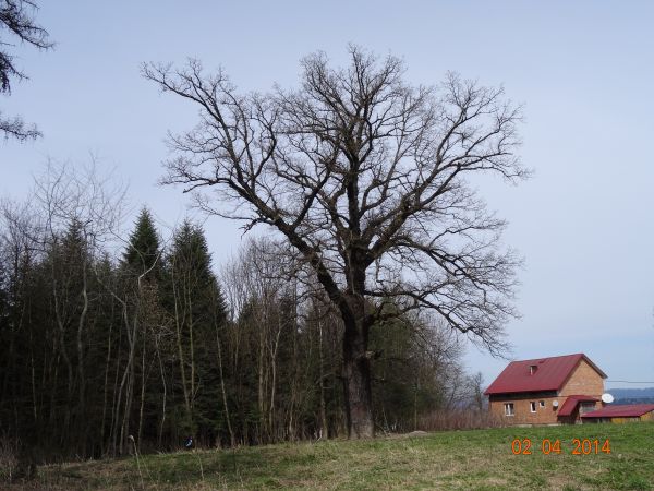 tu niegdyś stał dwór Tarnawskich, można odnaleźć obronny majdan dworski, dzisiaj na tym obszarze rośnie kilka starych dębów - a to niemalże obok starego traktu