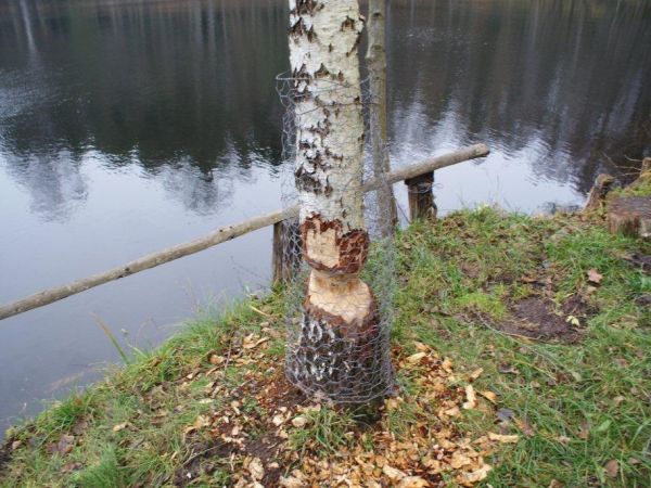 Iłowiec - listopad 2011