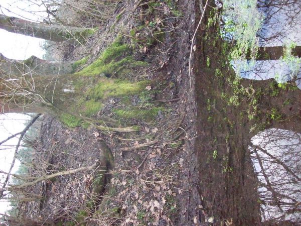 Stare drzewa przy żródełku.