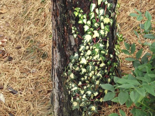 modrzew - na zimę igliwie zrzuca / traci - a po pniu egzotyczny bluszcz wspina się, oplata, wije się - to w ogrodzie / arboretum - polecam inne zdjęcia, warto !