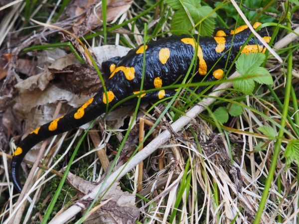salamandra plamista, nazywana też jaszczurem ognistym - reprezentuje gromadę płazów występujących w tej okolicy. Chcąc je napotkać - polecam : wzgórze "Horodna"