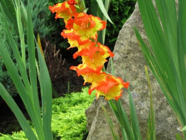 zdjecie Pietrzykowice