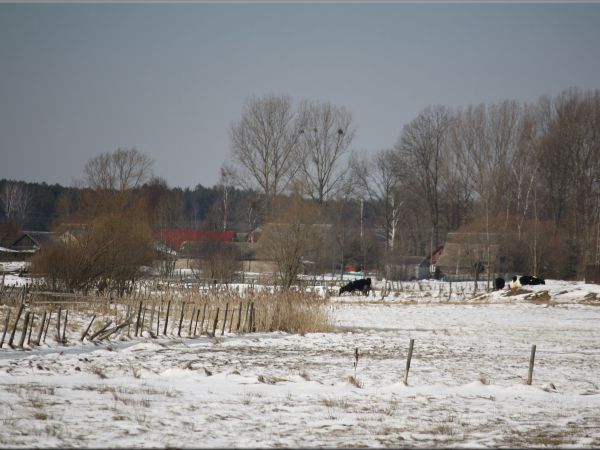 zdjecie Tyniewicze Duże