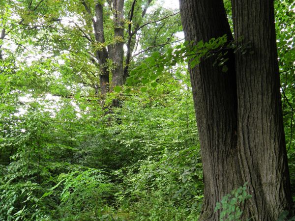 Stary park i dworek szlachecki. Nie zamieszkały i zaniedbany . Na szczęście władze Gminy zabezpieczyły budowlę nowymi dachami i rynnami oraz  zabezpieczeniem ot