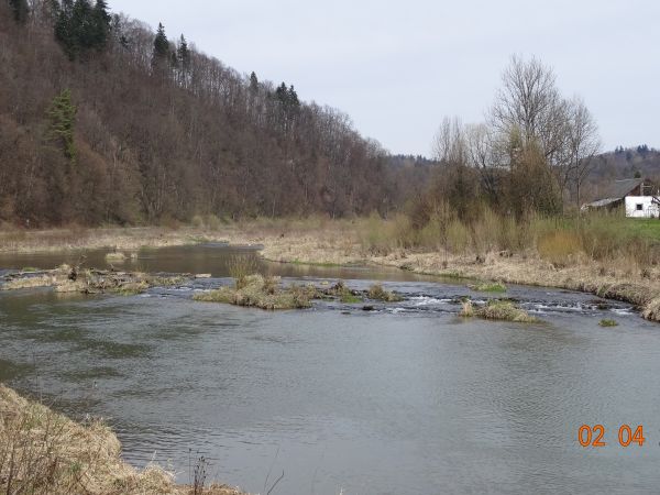 linia brzegowa rzeki San a raczej jej koryta, zasilone wodami rzeki Olszanka -  tam siedlisko - ostoja dużych, rzadkich ptaków wodnych, m.in. czapli siwej, gągo