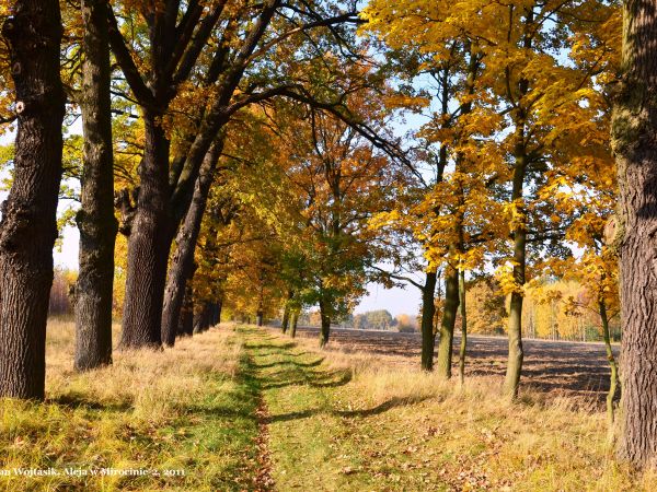 Polna droga k. Mirocina Dolnego w październikowym słońcu [3]