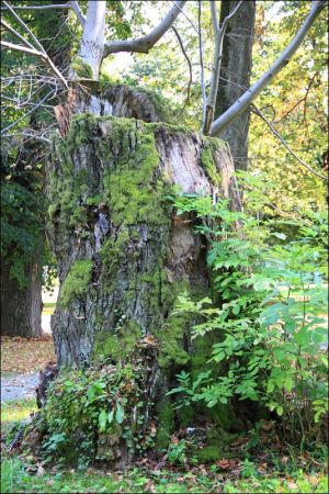 Zespół pałacowo - parkowy Czartoryskich .