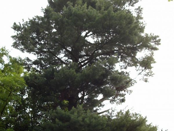 zdjecie Orłów Murowany