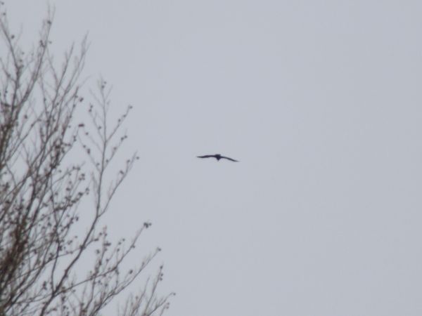 bocian czarny - hajstra - w locie - żeruje w okolicy.