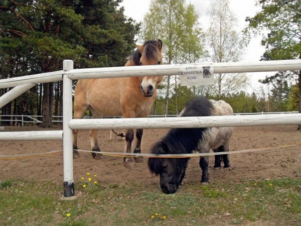 Koniki z kucykiem - do przejażdżki