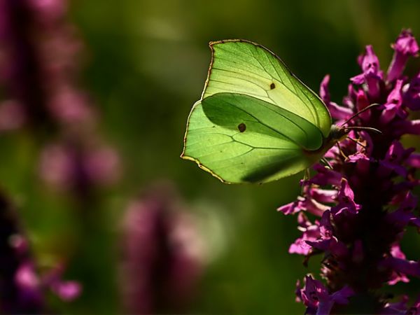 Cytrynek listkowiec - Nowosiółki - Fauna